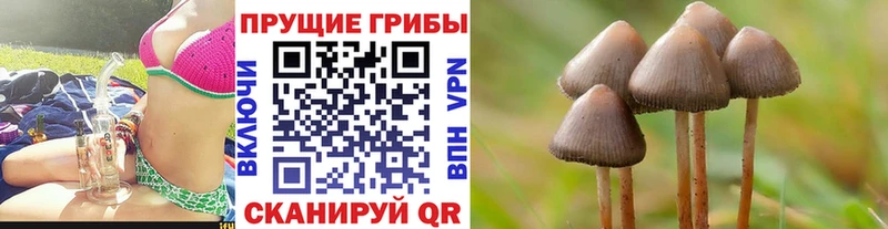 Купить  Будённовск  Псилоцибиновые грибы мицелий 